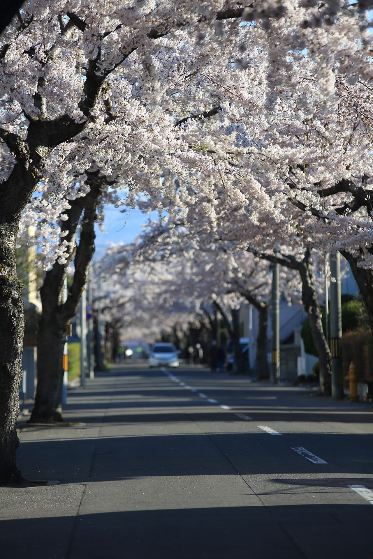 函館 桜が丘通の桜並木